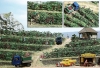 Plants de vigne avec grappes