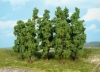Hetre de 11 a 13 cm