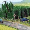 Culture de houblon