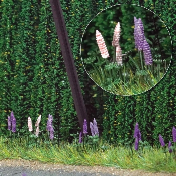 Lupins sauvages - 1217