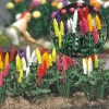Lupins de jardin