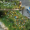 Fleurs d'été