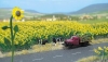Assortiment de tournesols