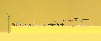Mouettes, pigeons, corneilles - 10169