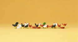 Poules et coqs