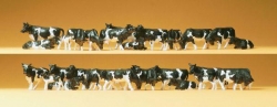 Vaches noires et blanches